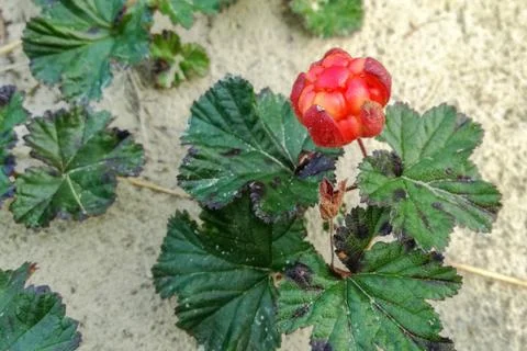 Rubus chamaemorus Stock Photos