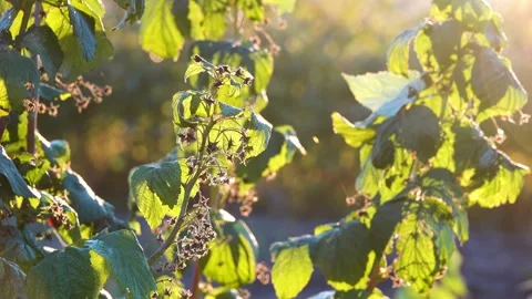 Rubus idaeus (European red raspberry to distinguish it from other raspberry s Stock Footage 166866587