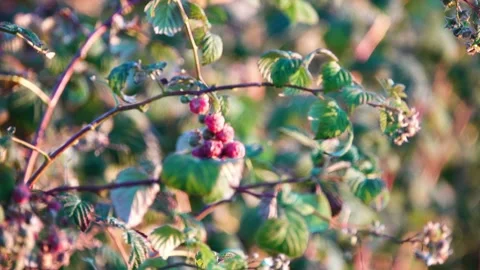 Rubus idaeus (European red raspberry to distinguish it from other raspberry s Stock Footage 177055771