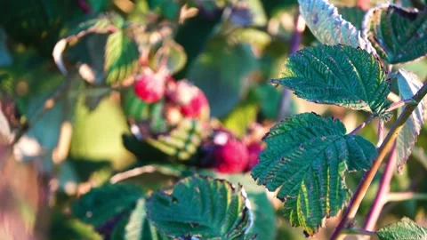 Rubus idaeus (European red raspberry to distinguish it from other raspberry s Stock Footage 180565702