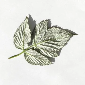 Rubus idaeus, raspberry fresh leaf on white. reverse side Foto stock