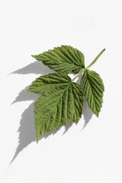 Rubus idaeus, raspberry leaf on white background Foto stock