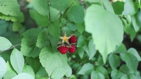 Rubus phoenicolasius, also known as Japanese wineberries Stock Footage 135479217