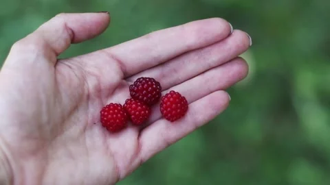 Rubus phoenicolasius is an Asian species of raspberry Stock Footage 135479119