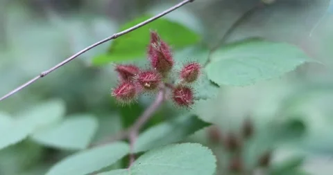 Rubus phoenicolasius is an Asian species of raspberry Stock Footage 135951636