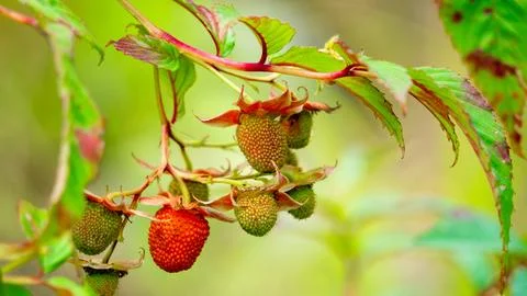 Rubus probus (Atherton raspberry, wild raspberry) Fruit Stock Photos