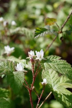 RUBUS URSINUS BLOOM Stock Photos