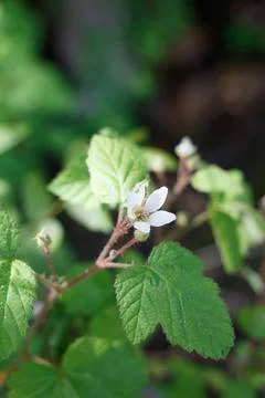 RUBUS URSINUS BLOOM Stock Photos