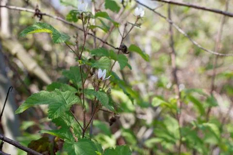 RUBUS URSINUS BLOOM Stock Photos