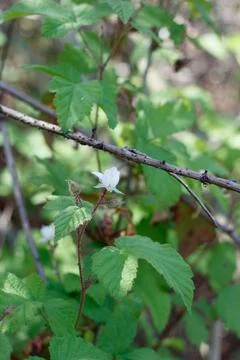RUBUS URSINUS BLOOM Stock Photos