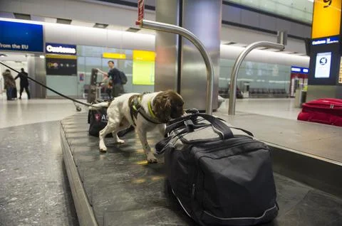 Ruby The 10 Million Pound Springer Spaniel. She Is A Border Force Trained Drugs  Foto stock