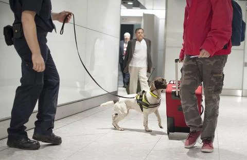 Ruby The 10 Million Pound Springer Spaniel. She Is A Border Force Trained Drugs  Stock Photos
