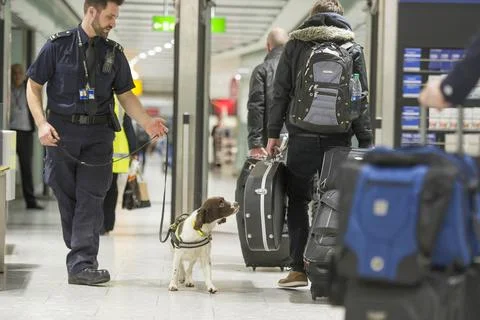 Ruby The 10 Million Pound Springer Spaniel. She Is A Border Force Trained Drugs  Stock Photos