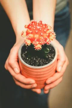 Ruby ball cactus in decorative pot held by woman Stock Photos