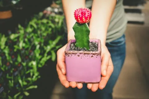 Ruby ball cactus in female hands on blurred background Stock Photos