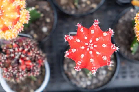 Ruby ball cactus top view with shallow focus Stock Photos