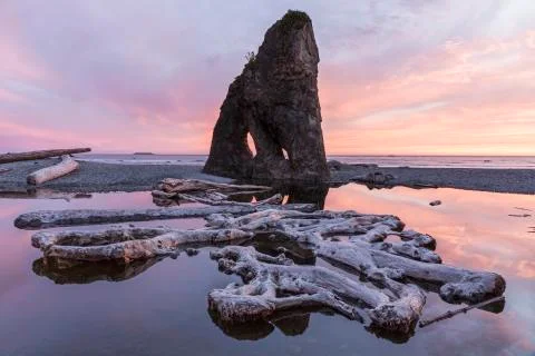 Ruby Beach Driftwood and Seastack Holes Stock Photos