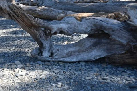 Ruby Beach, large drift wood Stock Photos