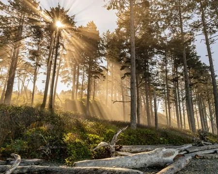 Ruby Beach, WA - US - Sept. 21, 2021: Vertical view of sunrise flaring thro.. Stock Photos