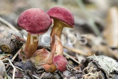 The Ruby Bolete (Hortiboletus rubellus) is an edible mushroom ~ Hi Res ...