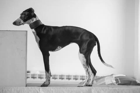 Ruby on the box for photos Stock Photos