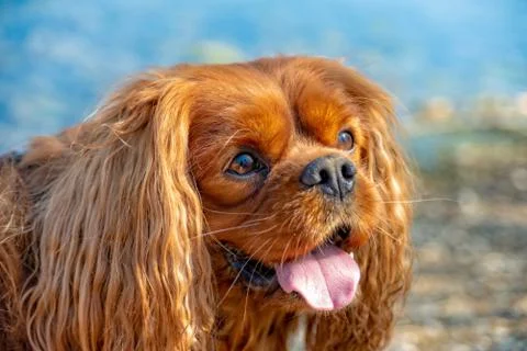 Ruby Cavalier King Charles Spaniel in the summer in the sun Stock Photos