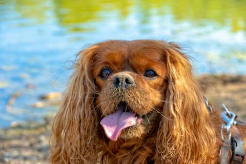 Ruby Cavalier King Charles Spaniel in the summer in the sun Stock Photos