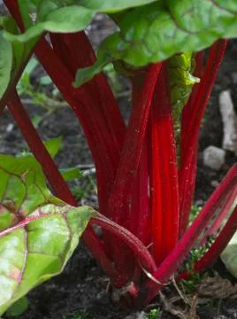 Ruby Chard Stock Photos