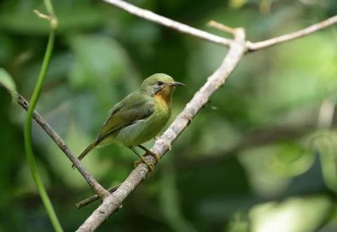 Ruby-cheeked sunbird female. Stock Photos