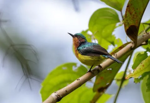 Ruby-cheeked sunbird (male). Stock Photos