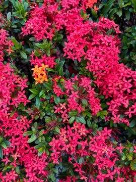Ruby clusters adorn a lush canvas, punctuated by an unexpected solitary 库存照片