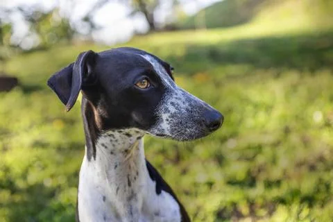 Ruby on Colorful Background Stock Photos
