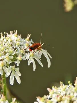 Ruby on Cream Stock Photos