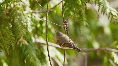 Ruby-Crowned Kinglet Alert on Cedar Branch in American Forest Canopy Stock Photos