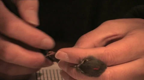 Ruby Crowned Kinglet being measured at a research center in California 스톡 동영상 37586282