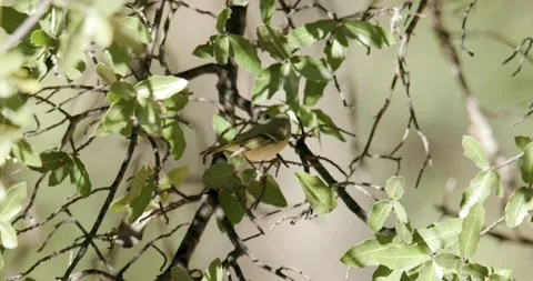 Ruby-Crowned Kinglet Bird or Songbird Foraging Flitting Flying in Branches Stock-Footage 282954075