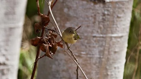 Ruby-Crowned Kinglet Blending with Cedar Greens in Forest Stillness Stock Photos