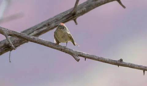 Ruby Crowned Kinglet facing the camera Stock Photos