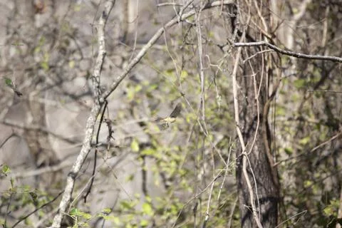 Ruby-Crowned Kinglet in Flight Stock Photos