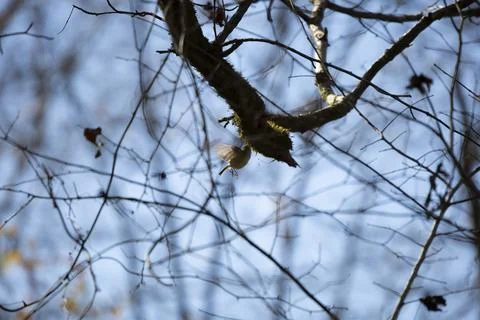 Ruby-Crowned Kinglet Foraging Stock Photos