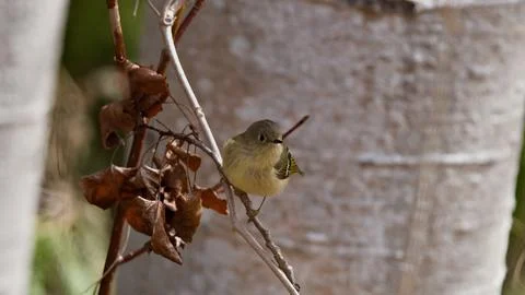 Ruby-Crowned Kinglet on Guard in Cedar Tree in Protected Forest Area Stock-Fotos