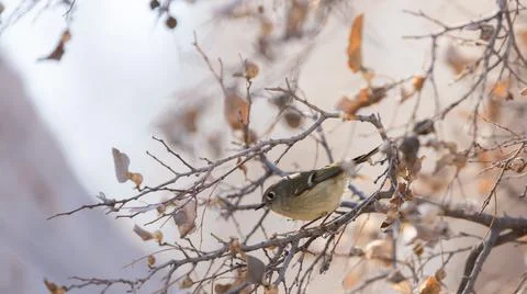 Ruby crowned kinglet hunting for insects in winter tree 写真素材