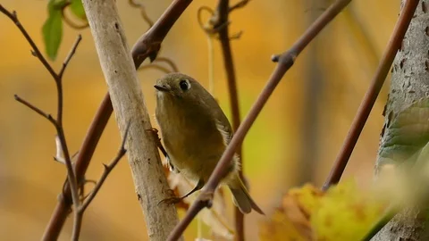 Ruby crowned kinglet jumping into focus in natural wild pristine setup - HD Video stock 91296628
