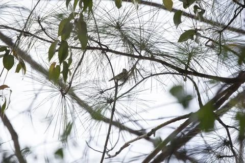 Ruby-Crowned Kinglet Looking Around Stock Photos
