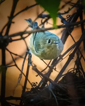 Ruby-crowned kinglet perched among tangled twigs 스톡 사진