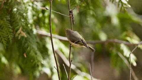 Ruby-Crowned Kinglet Perched on Cedar Branch in Peaceful Woodland Stock Photos