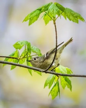 Ruby-crowned Kinglet perched on a slender branch 스톡 사진