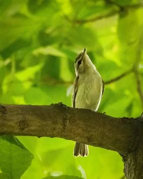 Ruby-crowned Kinglet perched on a tree branch surrounded by bright green fo.. 스톡 사진