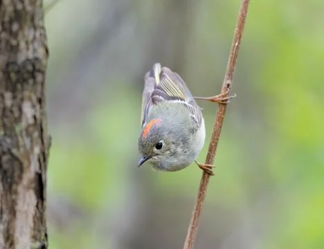 Ruby crowned kinglet perched vertical on a tree Stock Photos