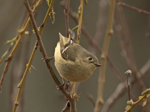 Ruby Crowned Kinglet perched on a willow branch early spring Stock Photos
